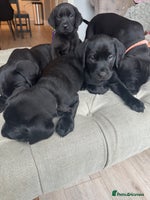 Labrador Retriever dogs - Advert 3