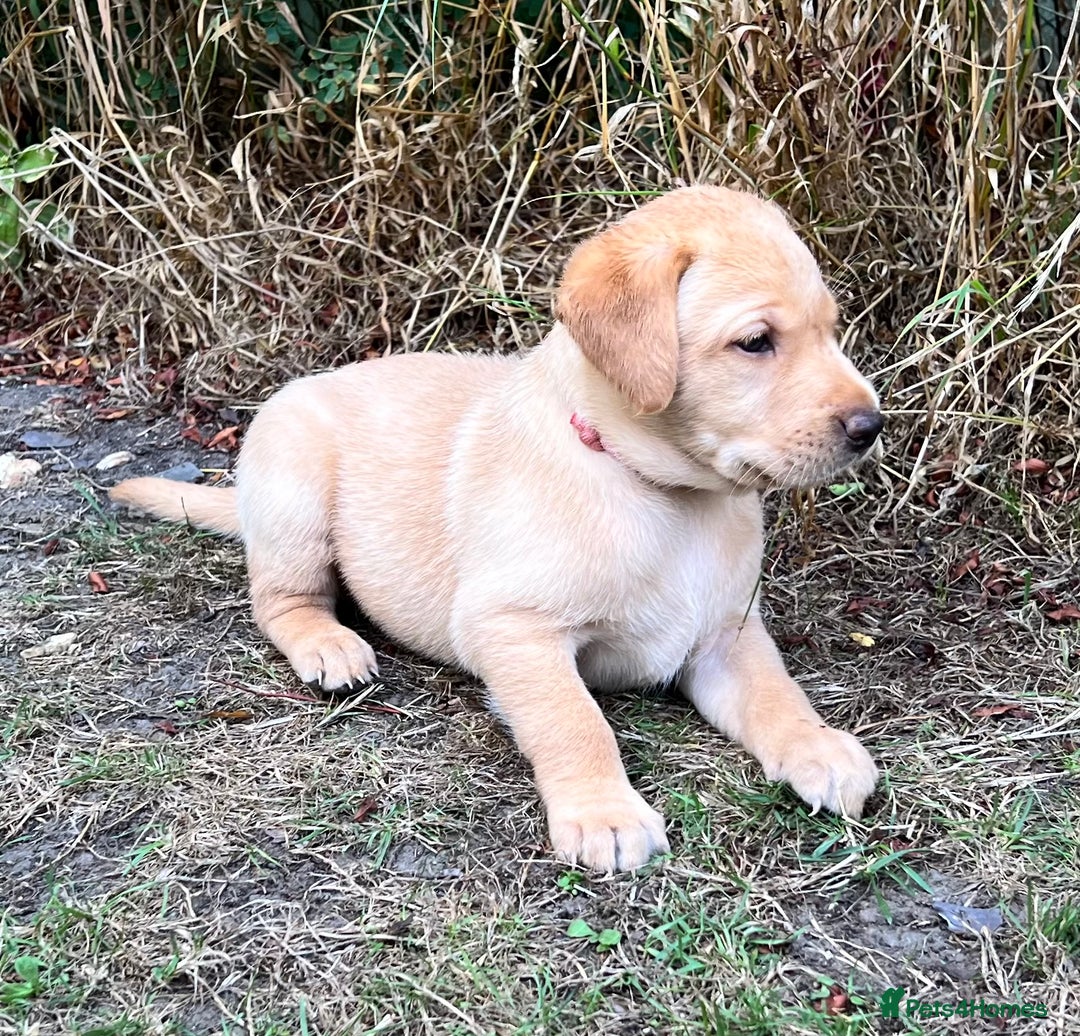 Labrador Retriever dogs for sale: Golden Labrador Puppies for Sale - Image 9