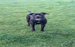 Mixed Breed dogs for stud: Cane Corso x Presa Canario for Stud - Image 8