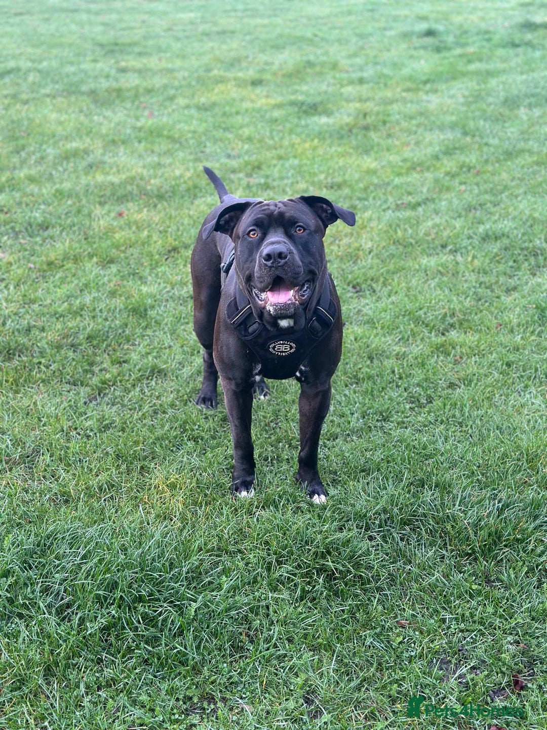 Mixed Breed dogs for stud: Cane Corso x Presa Canario for Stud - Image 8