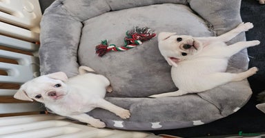 Pug dogs - Advert 3