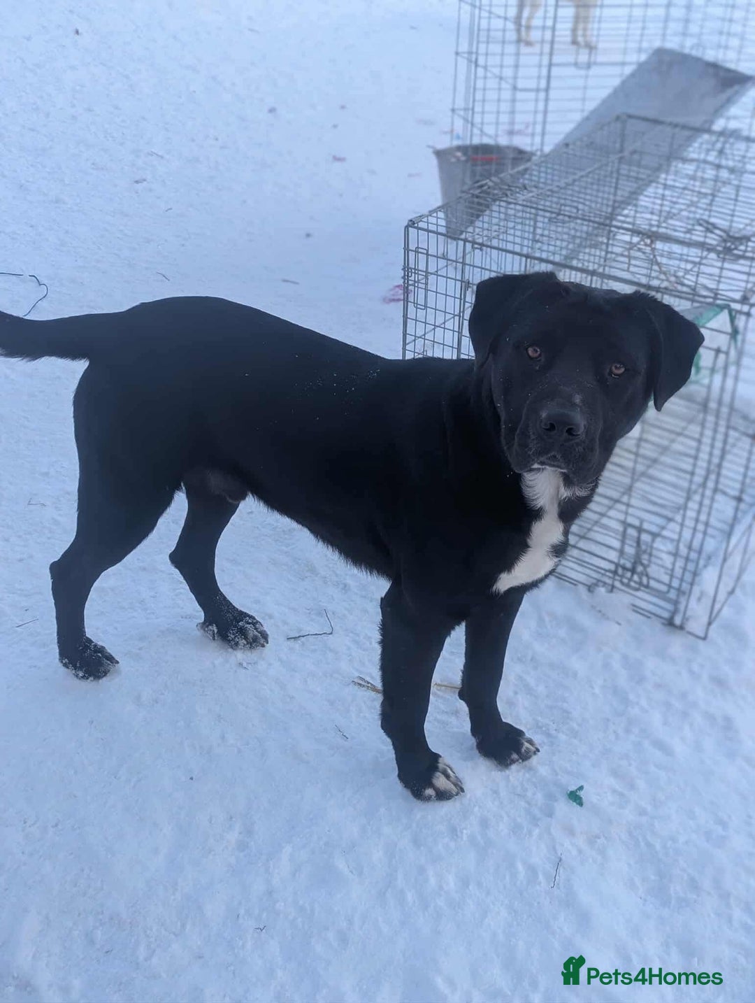 Mixed Breed dogs for adoption: Oreo 🖤 - Advert 3