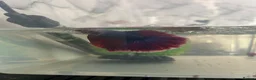 Bettas fish for sale: Mixed betta fish  - Advert 2