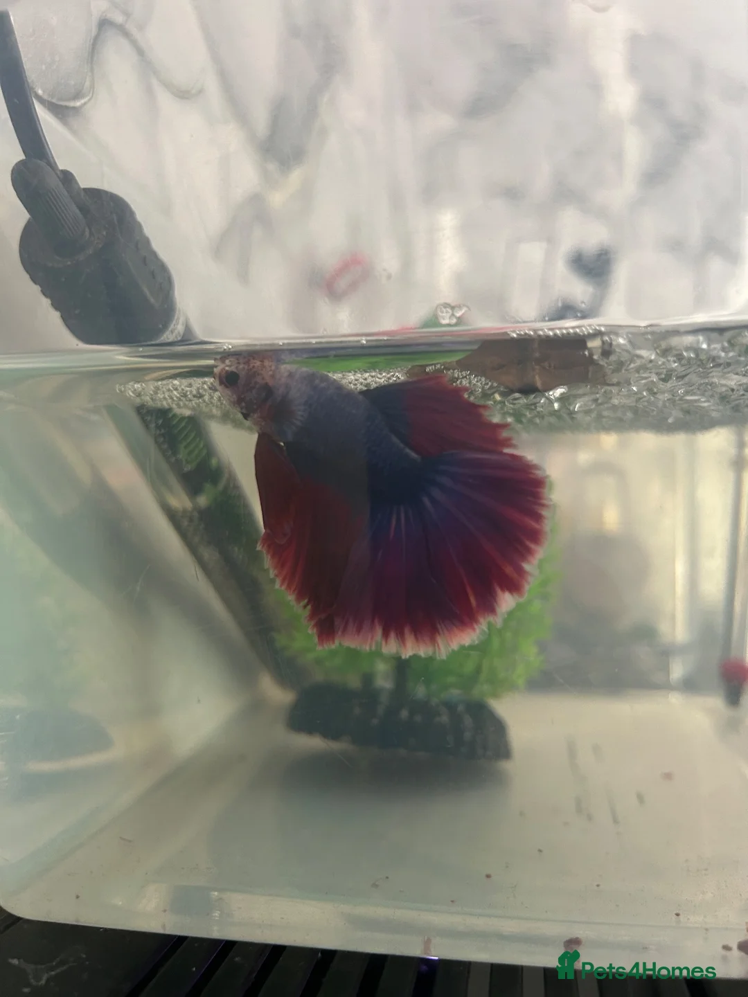 Bettas fish for sale: Mixed betta fish  - Advert 2