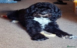 Mixed Breed dogs for sale: 🐾F3 Irish X Australian Labradoodle Puppies  - Image 3