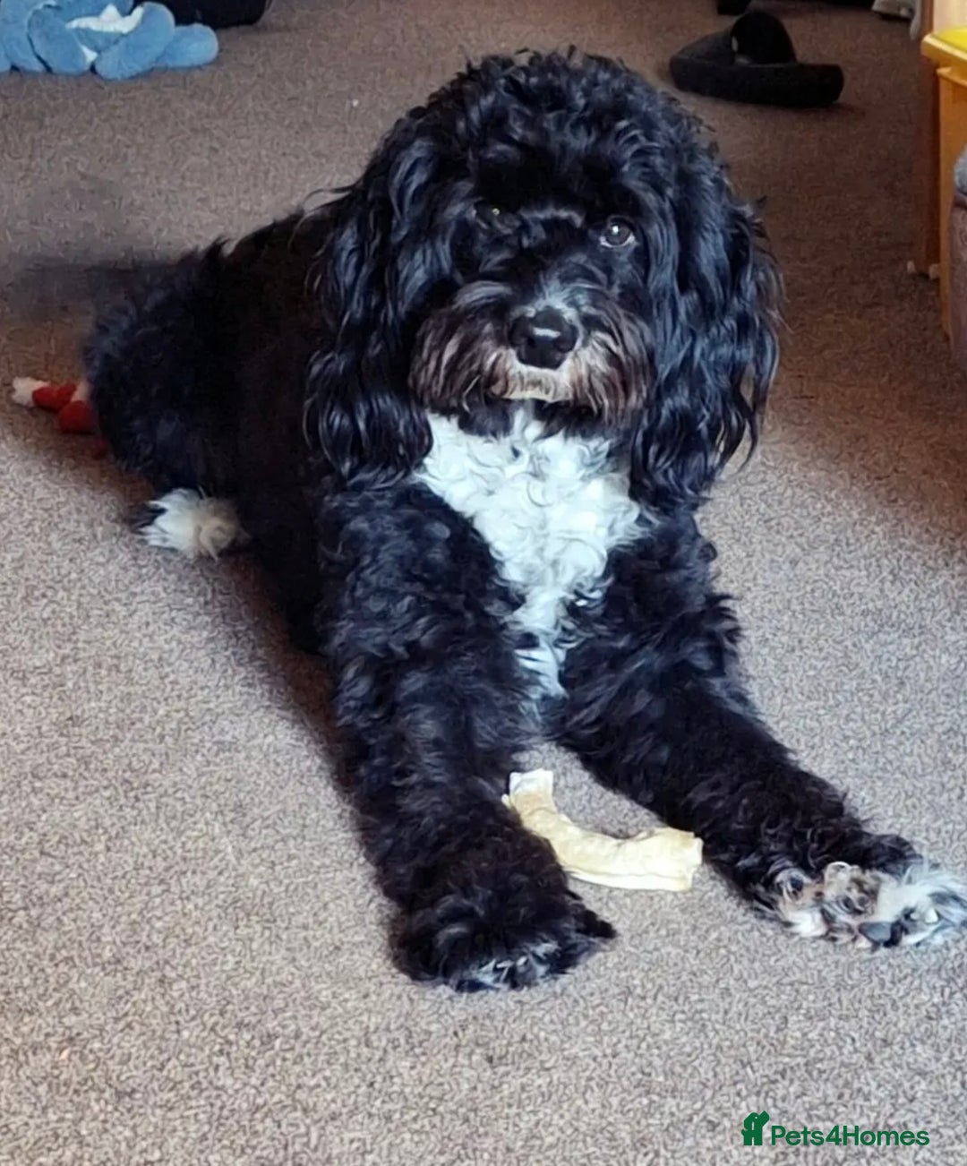 Mixed Breed dogs for sale: 🐾F3 Irish X Australian Labradoodle Puppies  - Image 3