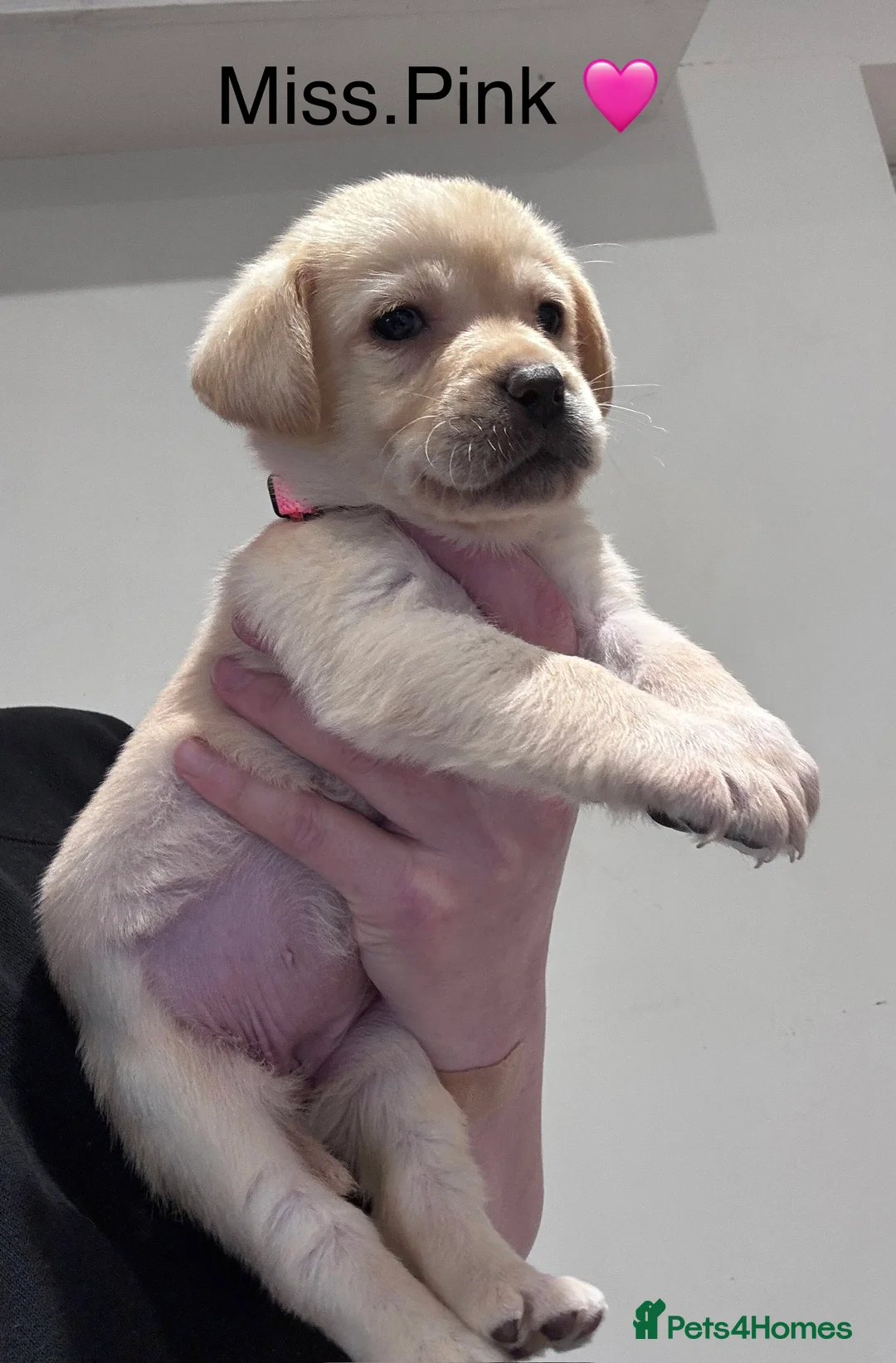 Labrador Retriever dogs for sale: Quality KC Registered Labrador Retriever Puppies - Advert 7