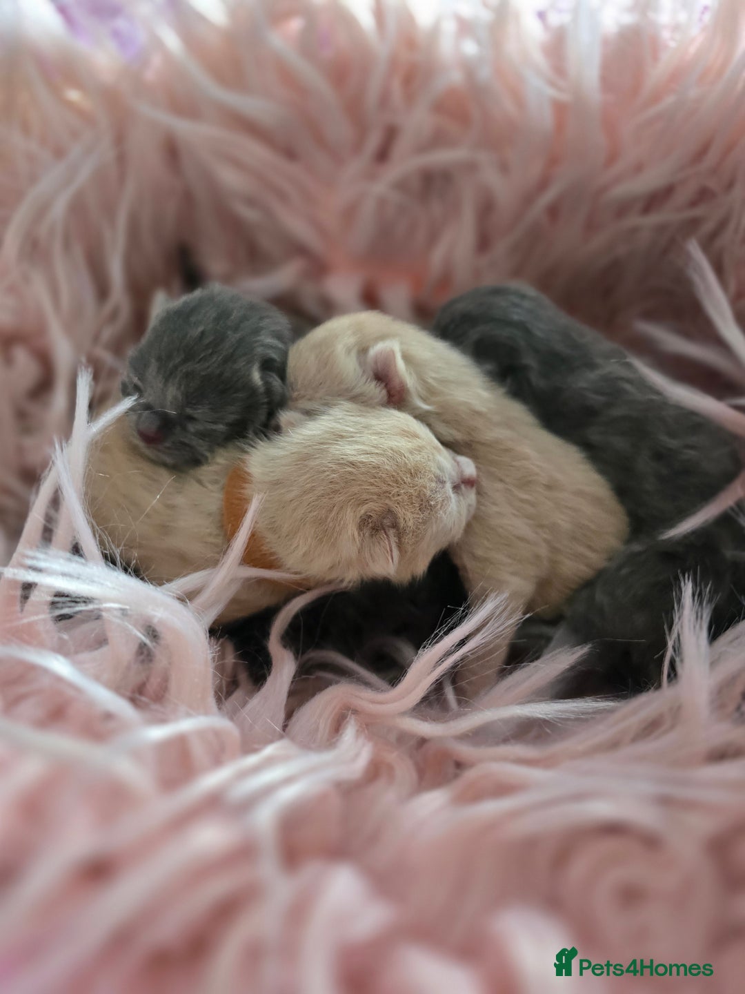 British Shorthair cats for sale: Beautiful Kittens looking forever home 😍😸 - Image 13
