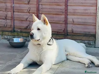 Akita dogs Akita - Advert 3