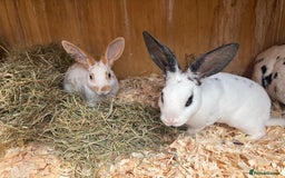 Rex rabbits for sale: Standard and mini Rex  - Image 7
