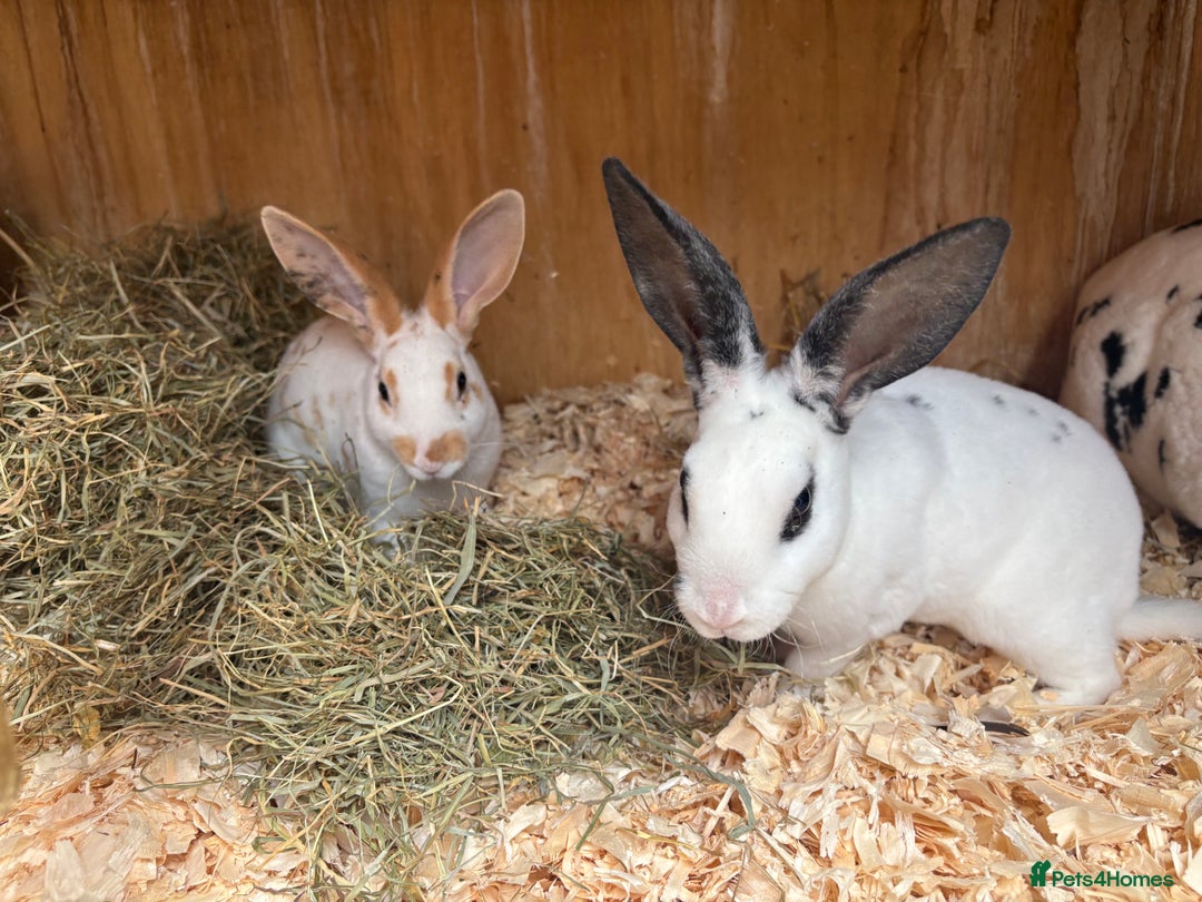 Rex rabbits for sale: Standard and mini Rex  - Image 7