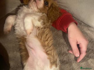 Cavalier King Charles Spaniel dogs Cavalier King Charles Spaniel boy - Advert 13
