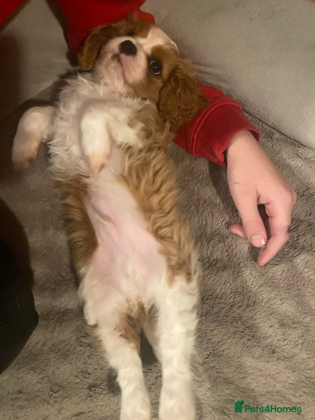 Cavalier King Charles Spaniel dogs for sale: Cavalier King Charles Spaniel boy - Advert 1