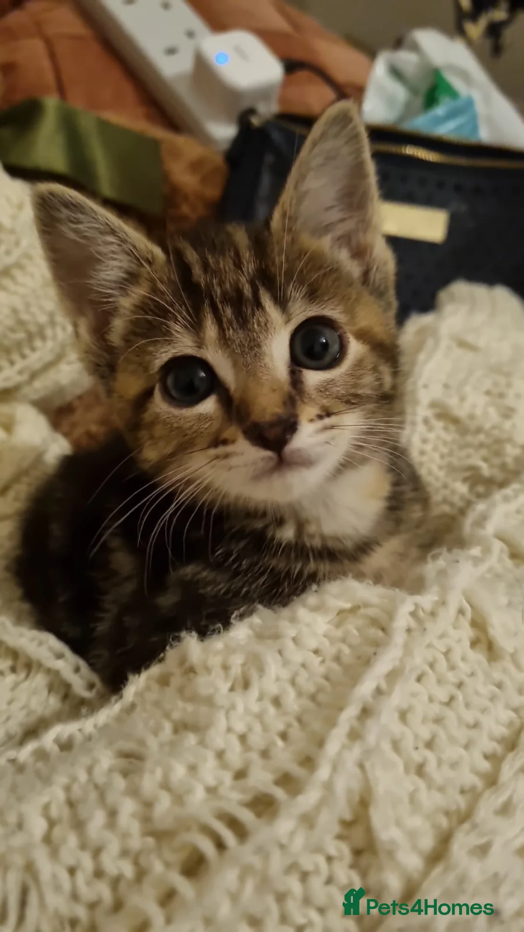 Domestic Shorthair cats for sale: No name  in London - Advert 2