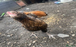 Chickens poultry for sale: 2 Aseel chicks and 2 Easteregger cockerel for sale - Advert 10