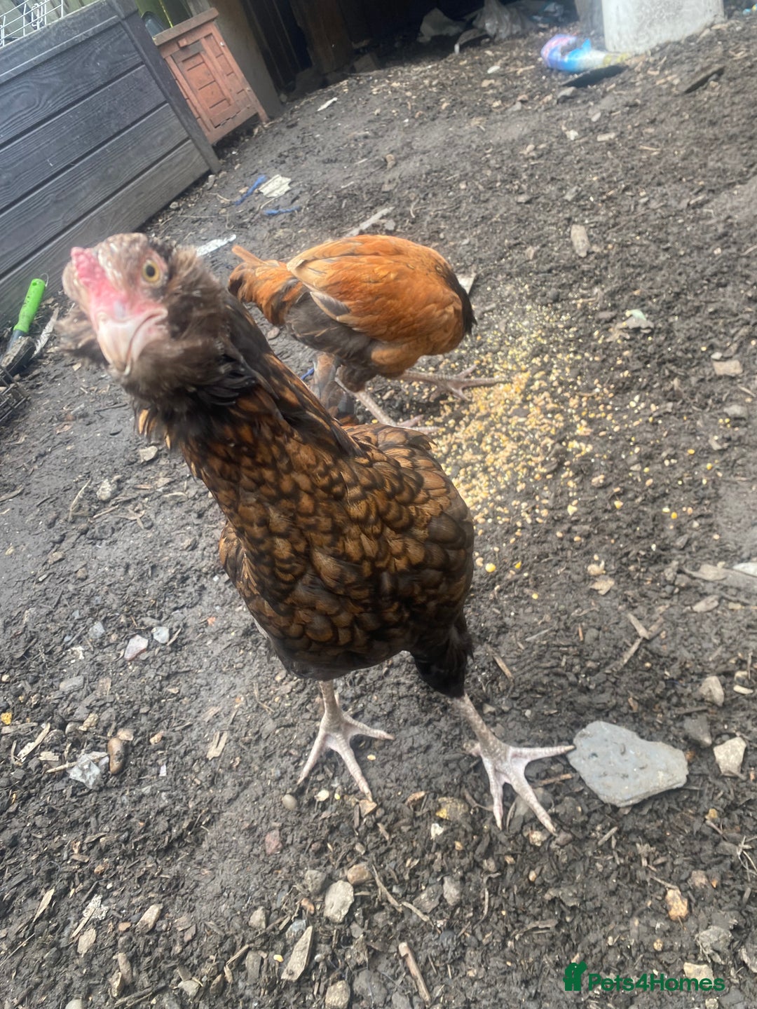 Chickens poultry for sale: 2 Aseel chicks and 2 Easteregger cockerel for sale - Advert 10