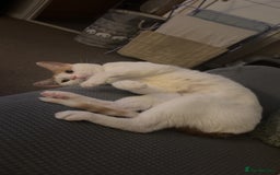 Mixed Breed cats for sale: Sweet boy  - Image 1