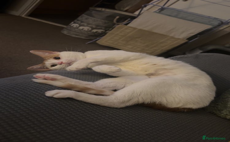 Mixed Breed cats for sale - Advert 1