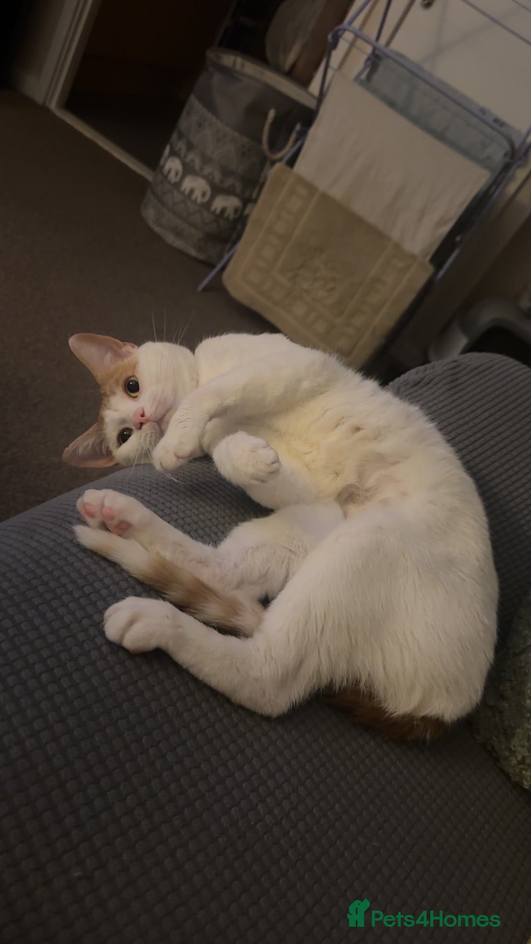 Mixed Breed cats for sale: Sweet boy  - Image 1