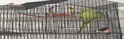 Parrots birds for sale: Indian Ringneck parrot in Hemel Hempstead - Advert 5