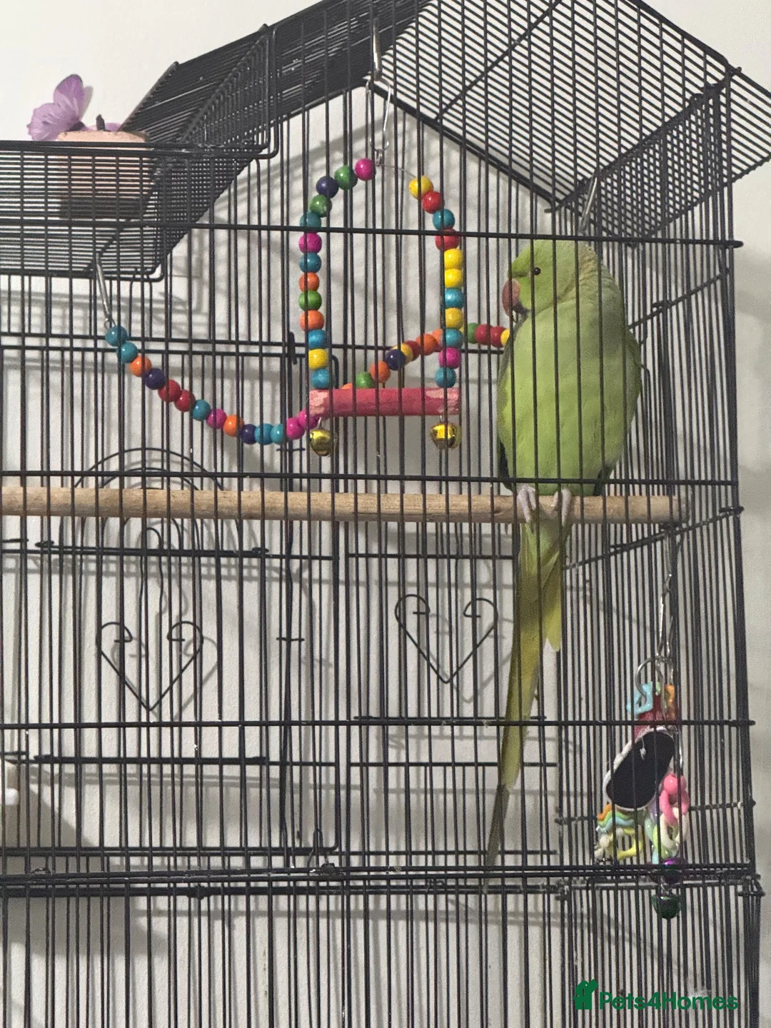 Parrots birds for sale: Indian Ringneck parrot in Hemel Hempstead - Advert 5