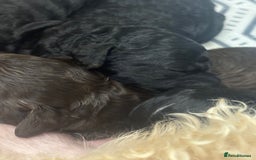 Cavapoo dogs for sale: Beautiful F1bb cavapoo pups - Image 21