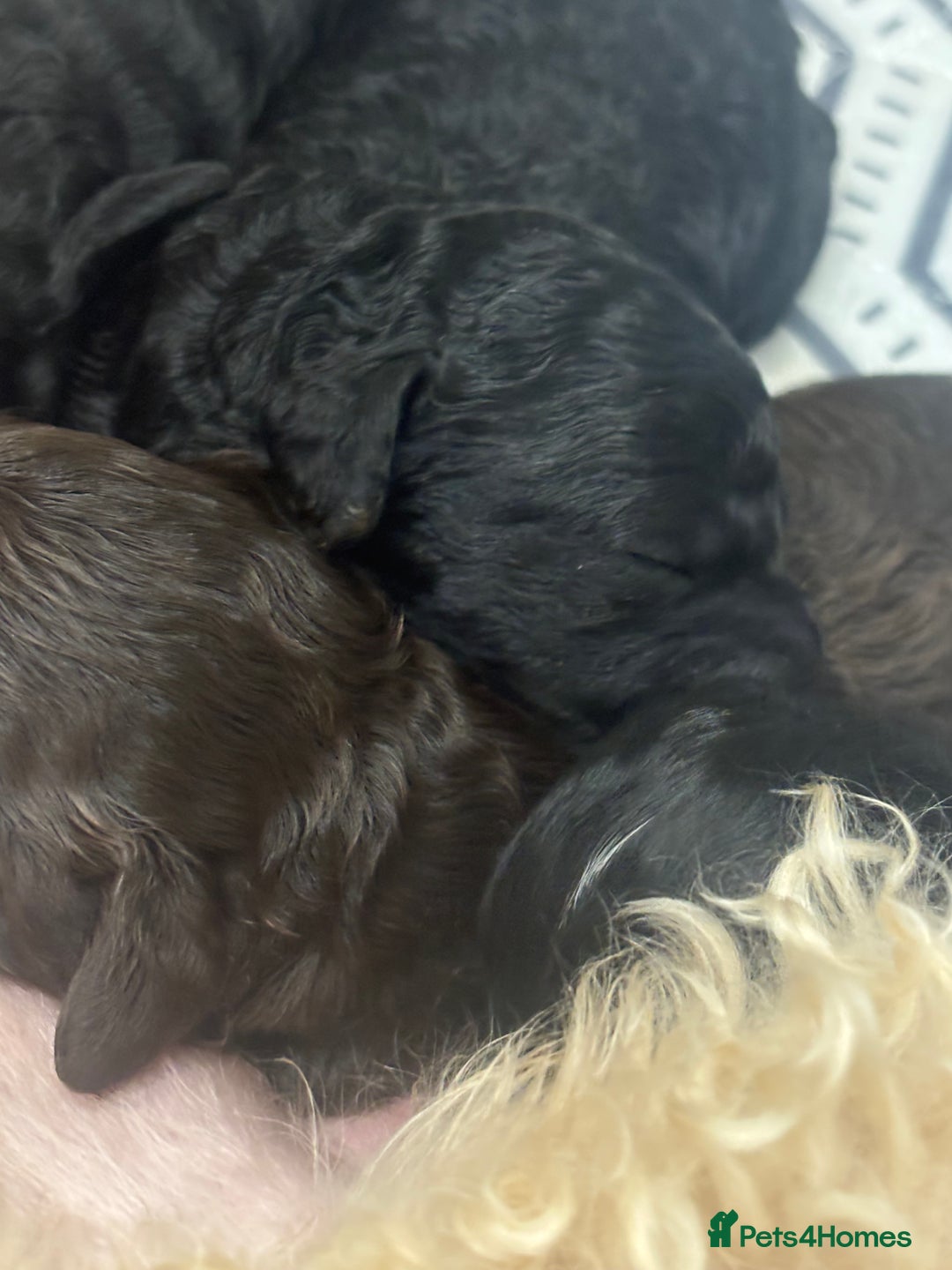 Cavapoo dogs for sale: Beautiful F1bb cavapoo pups - Image 21