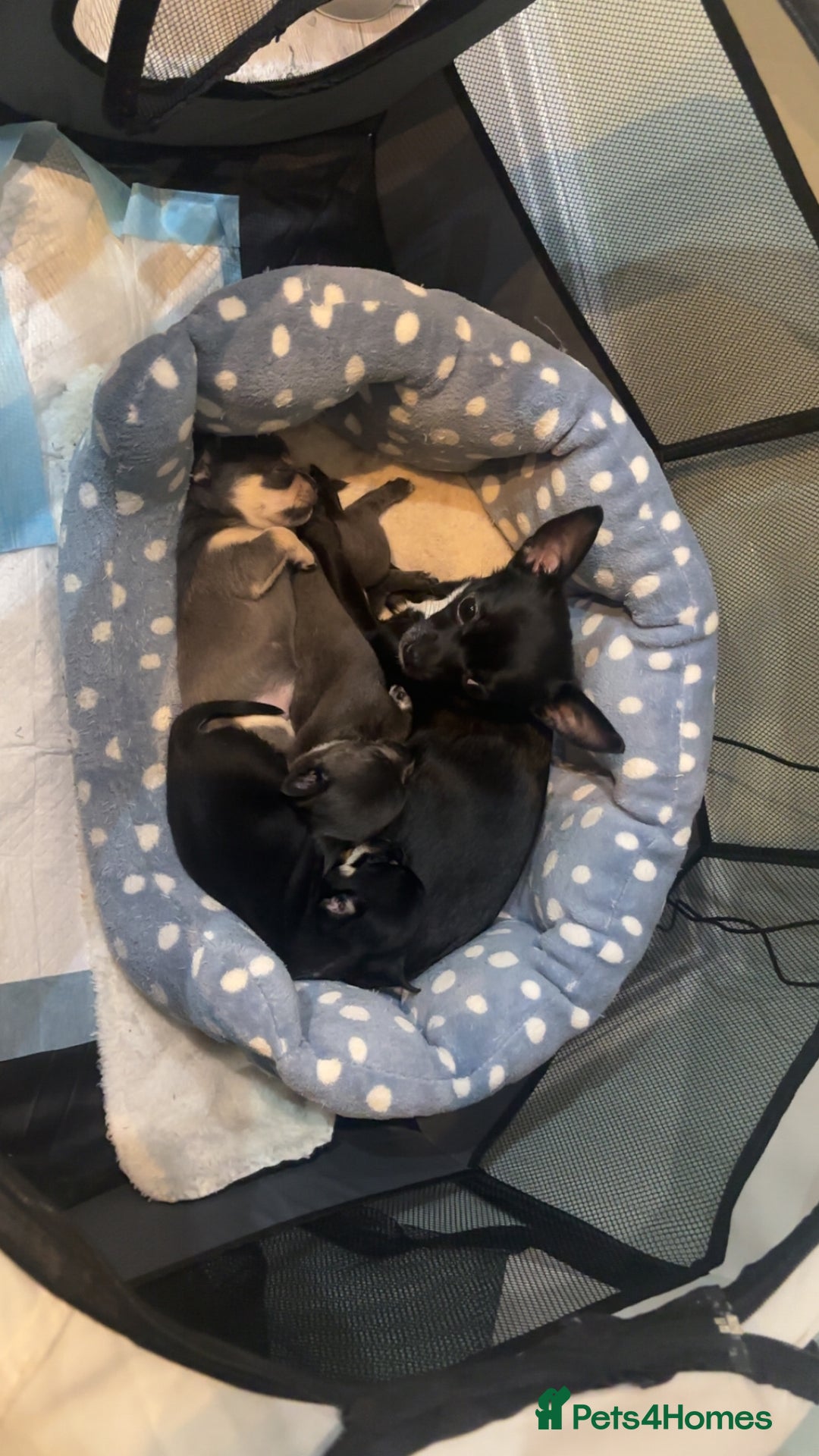 Chihuahua dogs for sale: Chihuahua puppies 2 female, 1 male  - Advert 9