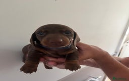 Miniature Dachshund dogs for sale: 2 beautiful miniature dachshunds  - Image 7