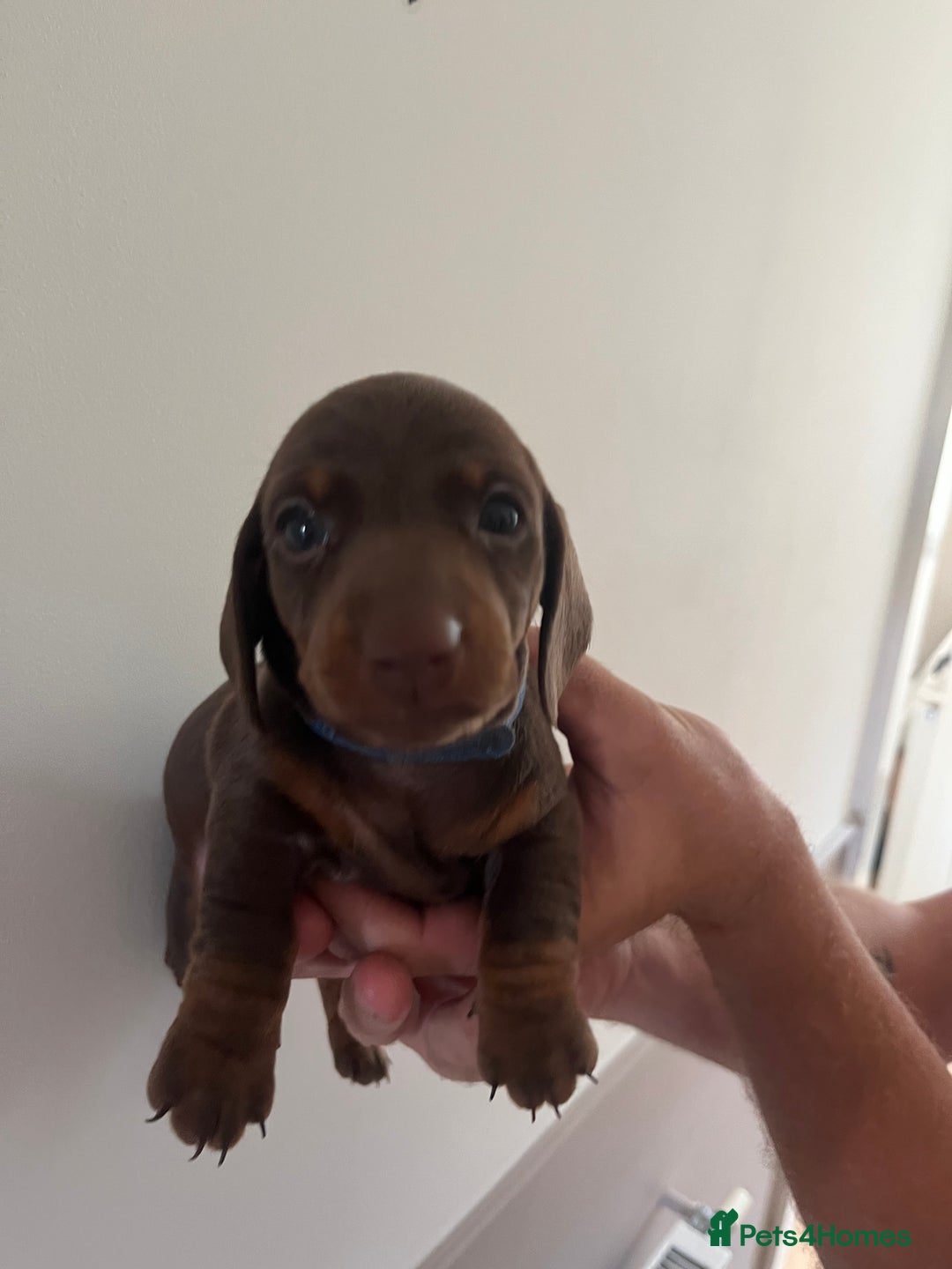 Miniature Dachshund dogs for sale: 2 beautiful miniature dachshunds  - Image 7
