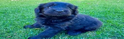 Labradoodle dogs for sale: F1 Labradoodle Merle Babies 🐾🐾🐾 - Advert 13