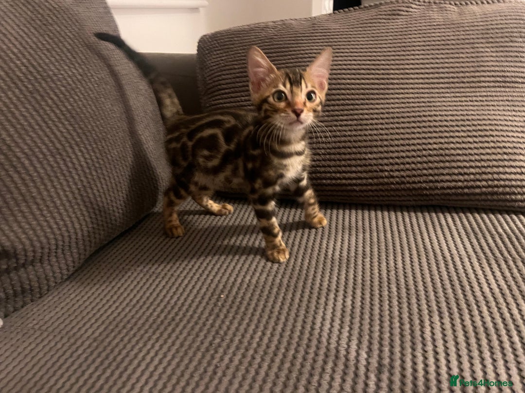 Bengal cats for sale: Stunning full pedigree bengal kittens *READY*  - Image 14