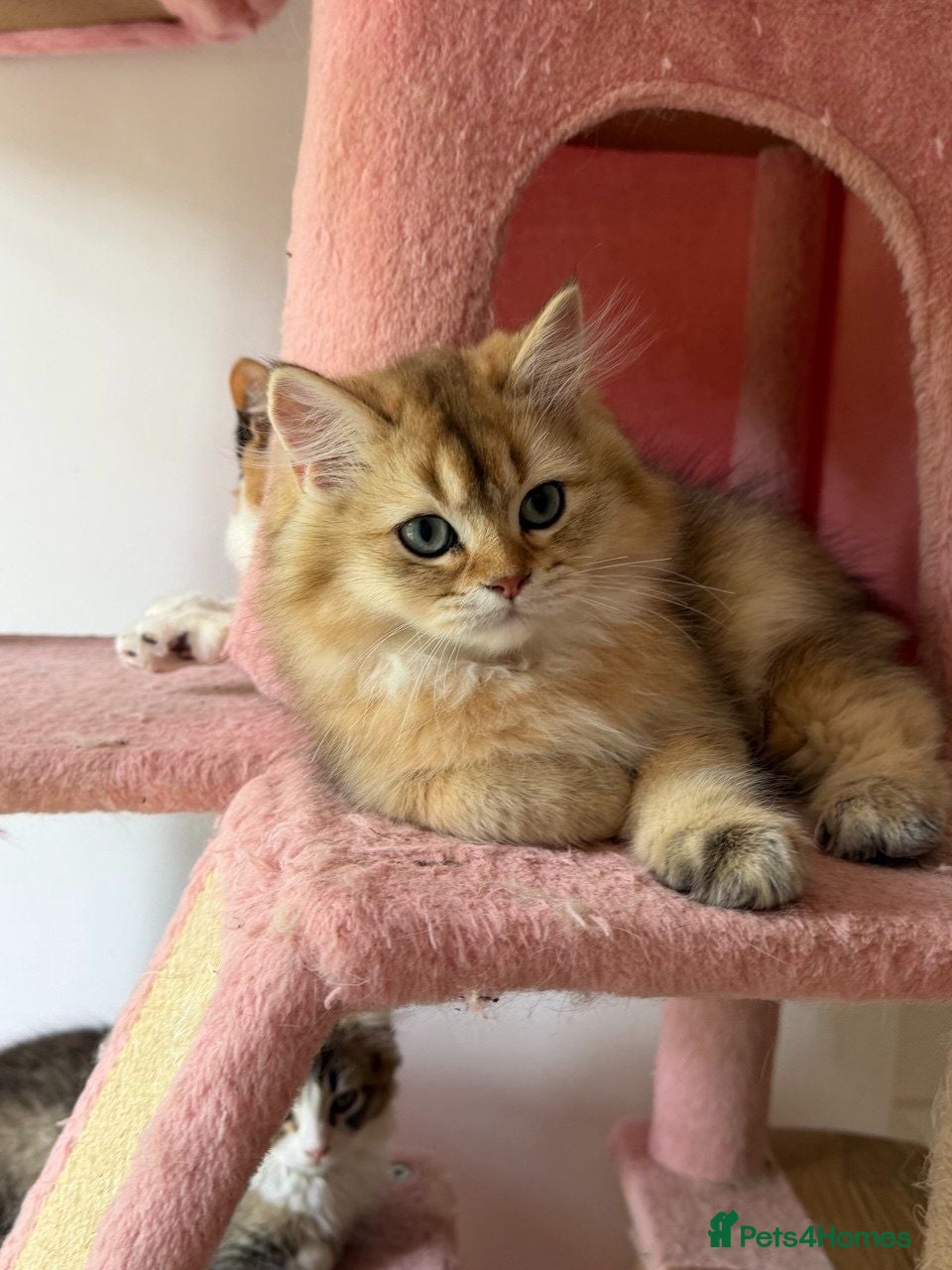 British Shorthair cats white 800£ golden 1000£ ready to leave vaccinated - Advert 7