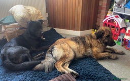 Mixed Breed dogs for sale: German Shepherd/Golden Retriever/Staffy - Image 7