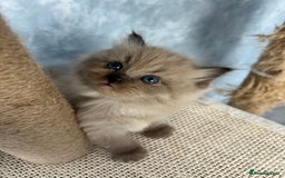 Ragdoll cats for sale: Unique patterned fluffy Ragdoll kittens - Image 7
