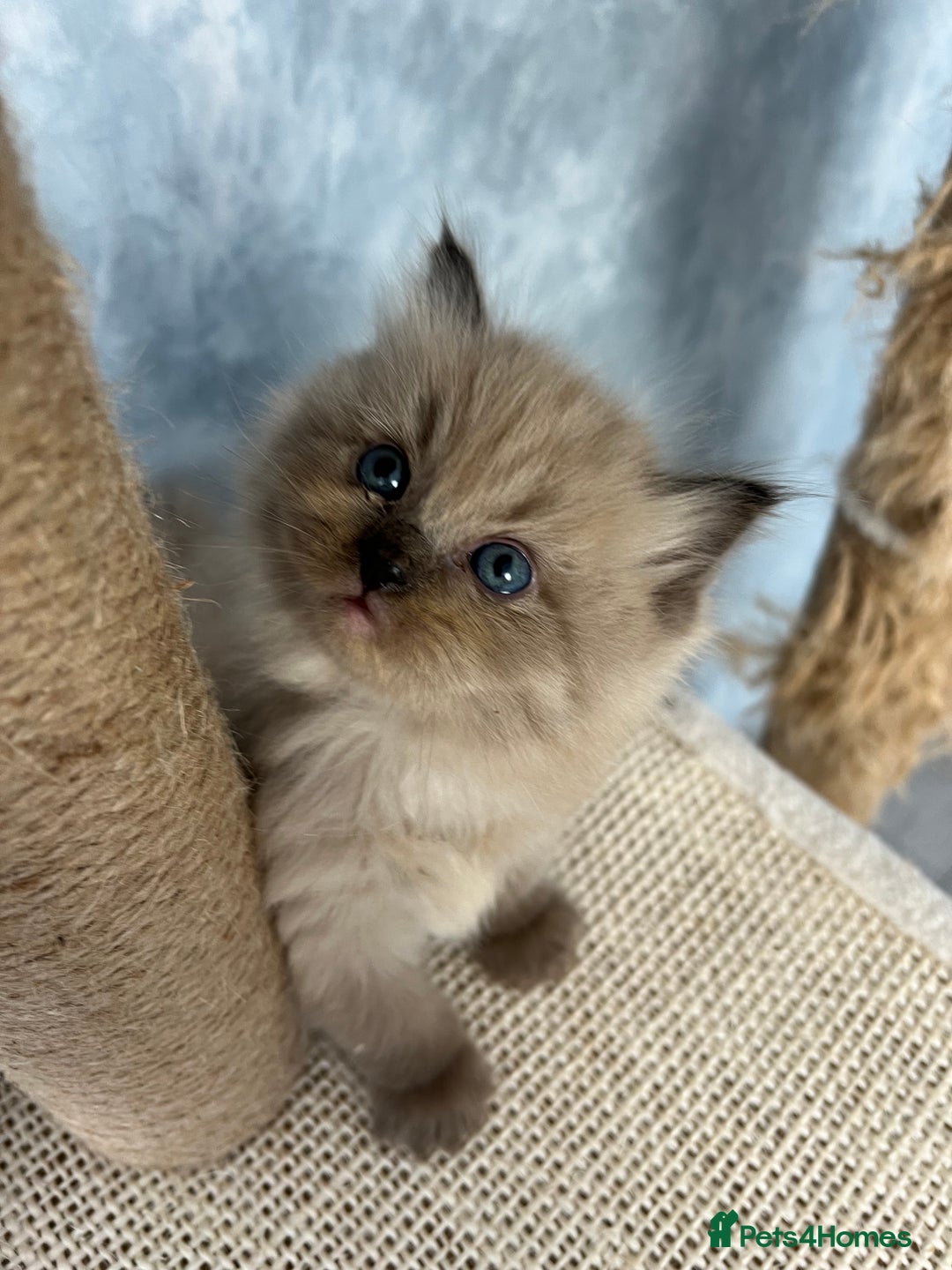 Ragdoll cats for sale: Unique patterned fluffy Ragdoll kittens - Image 7