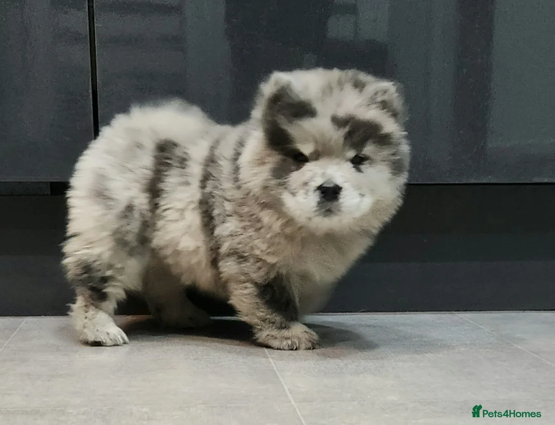 Chow Chow dogs for sale: Chow chow pedigree pups REDUCED!! - Advert 34