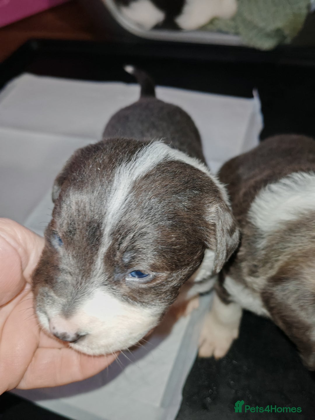 Mixed Breed dogs for sale: Old tyme bulldog x Border collie - Advert 13