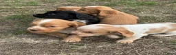 Cocker Spaniel dogs for sale: Working Cocker Spaniels. KC Registered - Advert 8