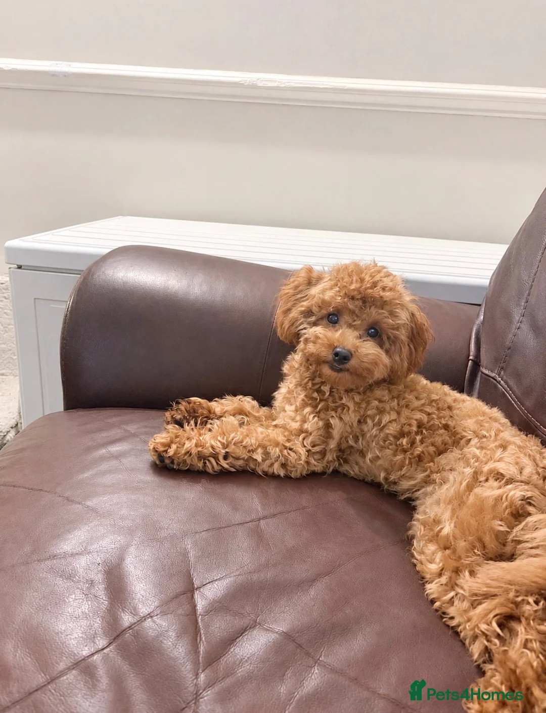 Toy Poodle dogs for sale: 🩷 Stunning red Asian toy poodle 🩷 - Advert 1