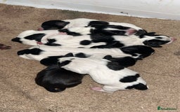 Mixed Breed dogs for sale: Cockjacks - Image 2