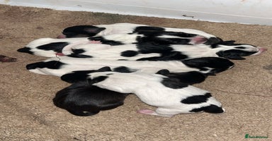 Mixed Breed dogs - Advert 1