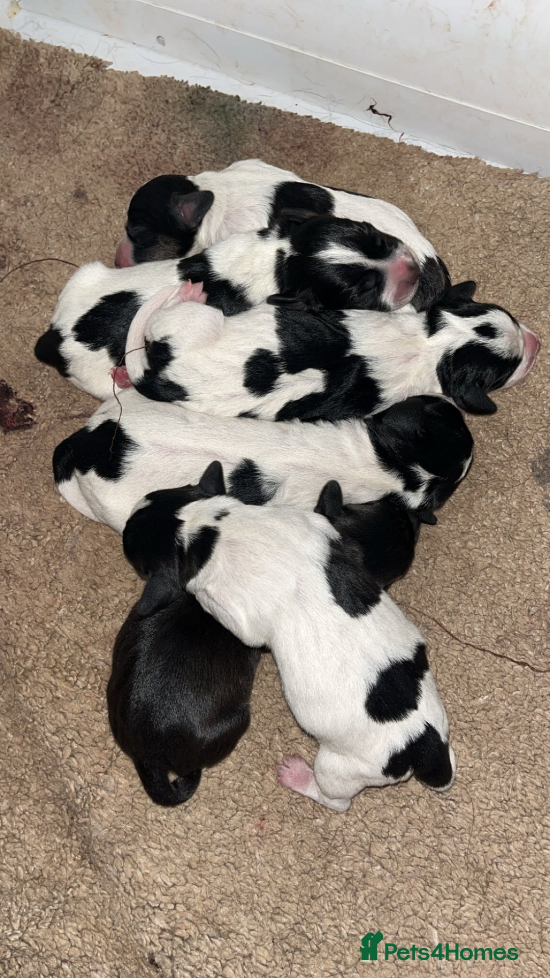 Mixed Breed dogs for sale: Cockjacks - Image 2