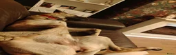 Belgian Shepherd Dog dogs for sale: Belgian Malinois Female - Advert 3