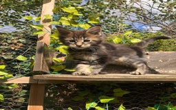 Maine Coon cats for sale: Maincoon kittens ready now  - Image 9