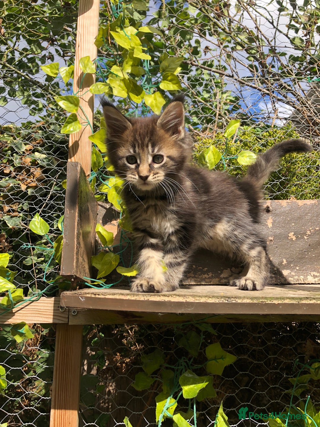 Maine Coon cats for sale: Maincoon kittens ready now  - Image 9
