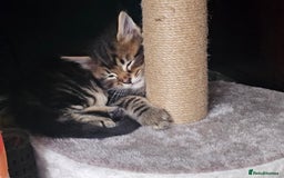 Maine Coon cats for sale: Male Mainecoon  - Image 5