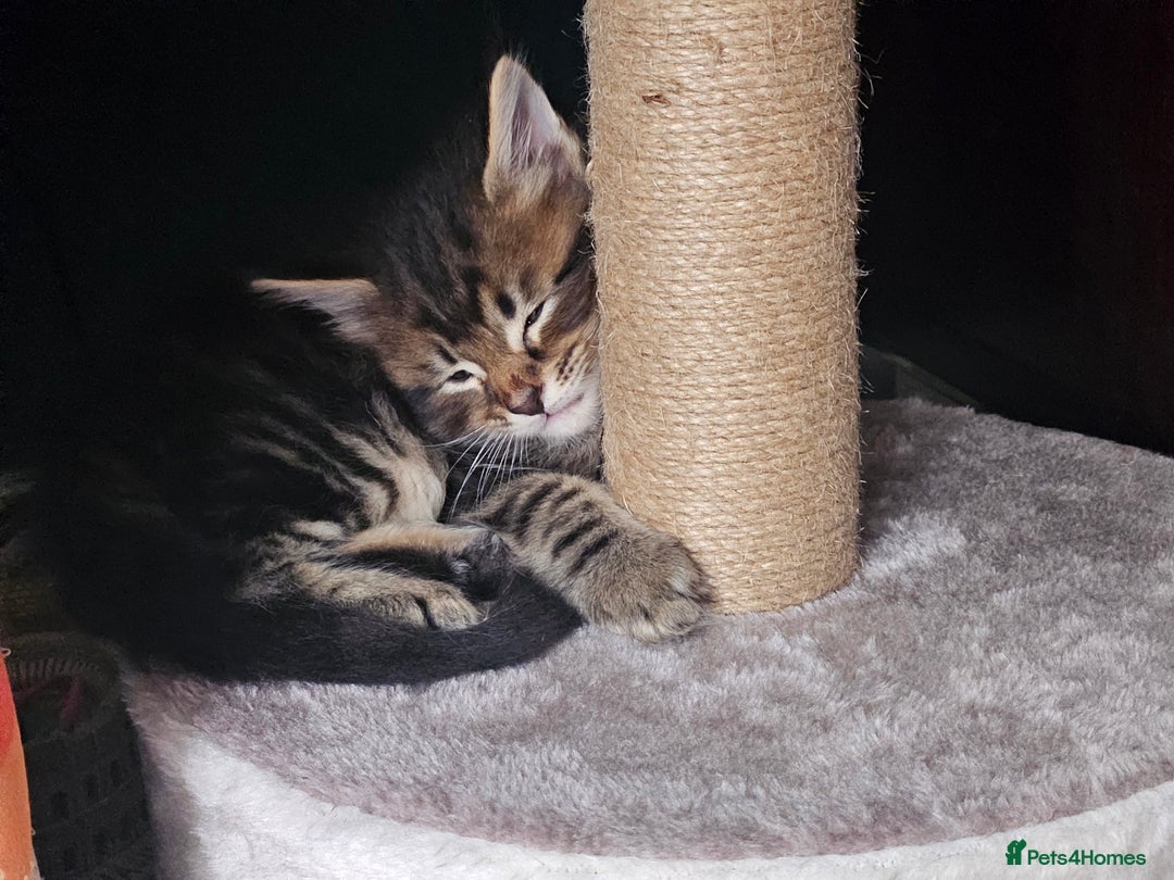 Maine Coon cats for sale: Male Mainecoon  - Image 5