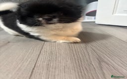 Mixed Breed dogs for sale: 2 Shihtzu cross Pomerania puppies  - Advert 17