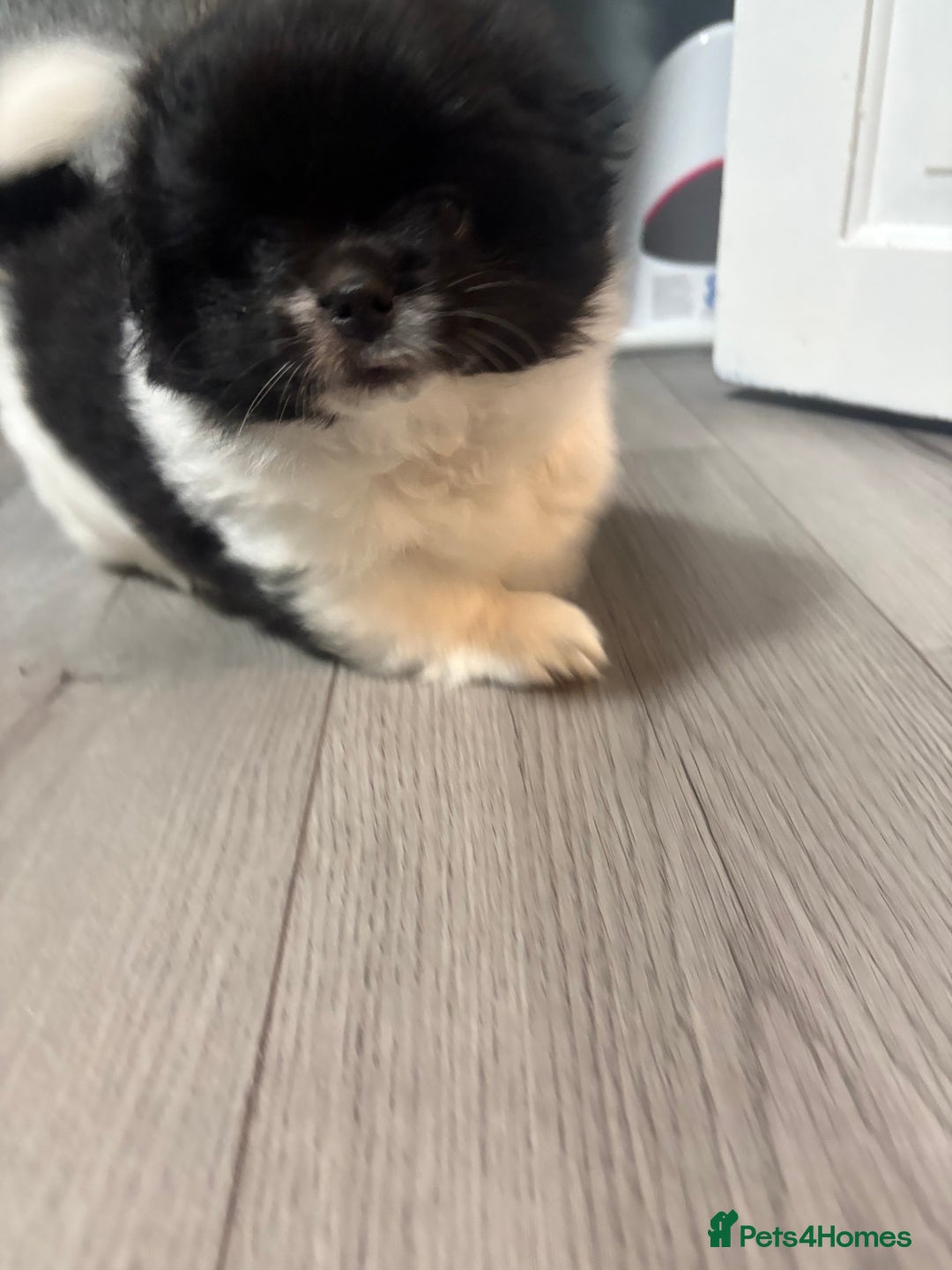Mixed Breed dogs for sale: 2 Shihtzu cross Pomerania puppies  - Advert 17